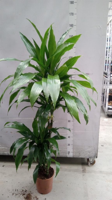 <h4>Dracaena frag. 'Janet Craig'</h4>
