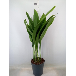 Aspidistra elat.