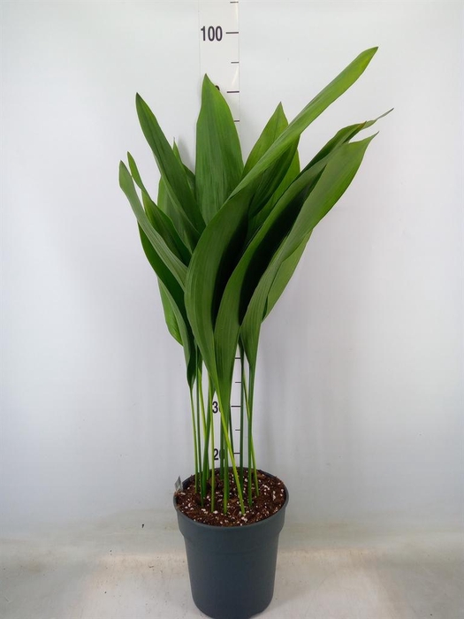 <h4>Aspidistra elat.</h4>