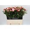 Paeonia Gardenia