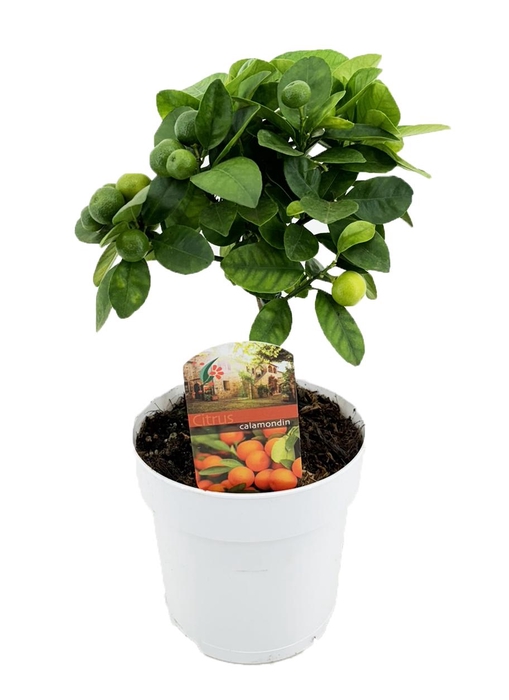<h4>Citrus calamondin</h4>