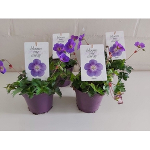 Geranium  'Bloom Me Away'