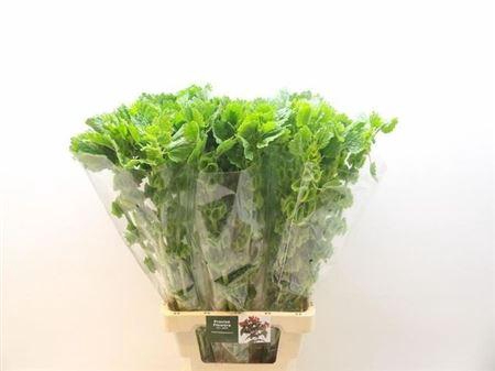 <h4>Moluccella Stuk</h4>