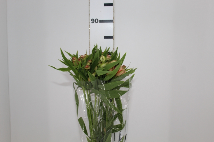 <h4>ALSTROEMERIA REBECCA 080 CM</h4>