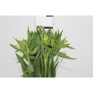 ALSTROEMERIA WHITNEY 080 CM