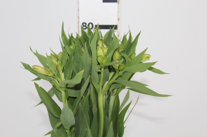 <h4>ALSTROEMERIA WHITNEY 080 CM</h4>
