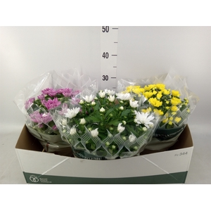 Chrysanthemum   ..mix 4