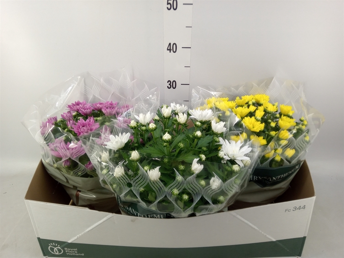 <h4>Chrysanthemum   ..mix 4</h4>