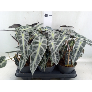 Alocasia  'Bambino Arrow'