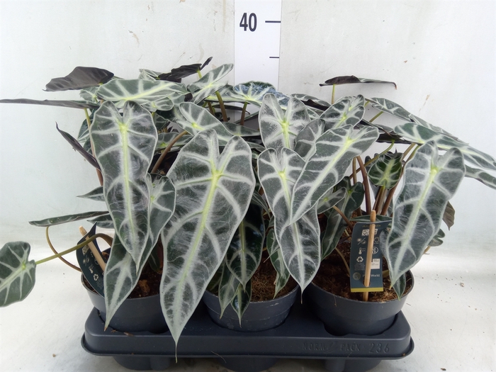 <h4>Alocasia  'Bambino Arrow'</h4>