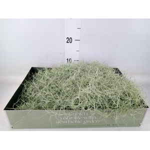 Tillandsia usneoides