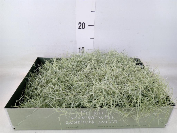 <h4>Tillandsia usneoides</h4>