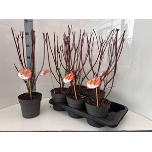 CORN ALB ELEGANTISSI