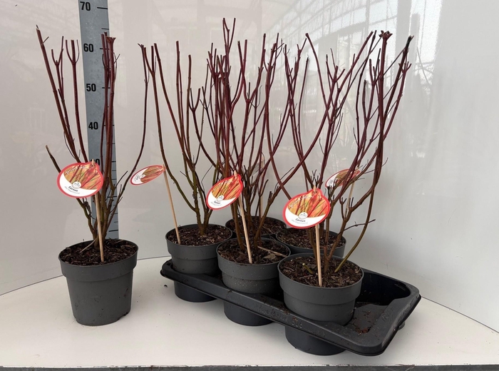 <h4>CORN ALB ELEGANTISSI</h4>