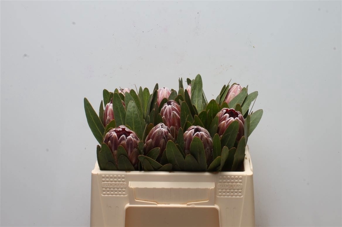 <h4>PROTEA PINK ICE</h4>