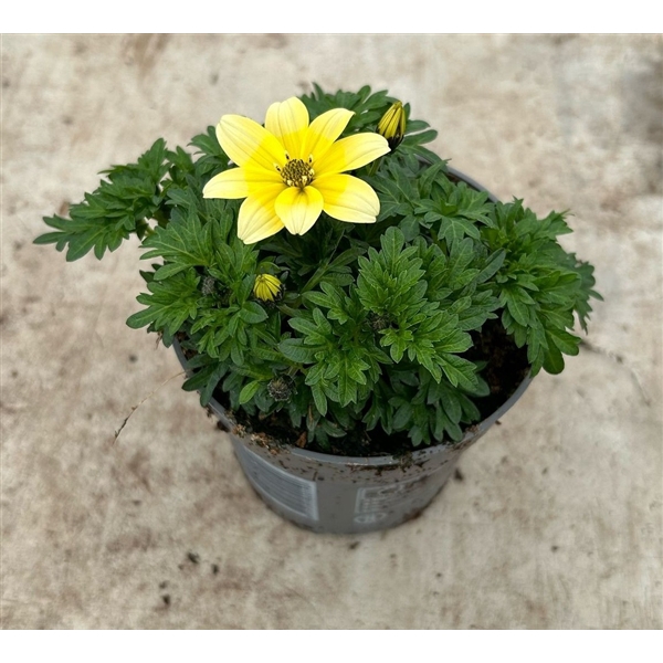<h4>Bidens 2 Teeth Yellow White</h4>