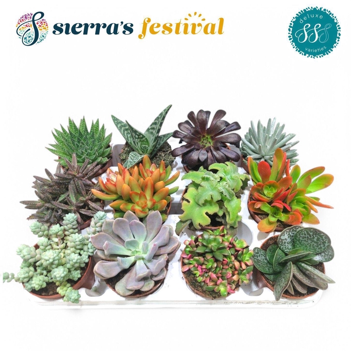 <h4>Sierra's® - Deluxe Succulents</h4>