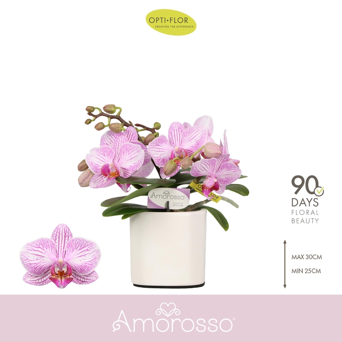<h4>Amorosso Merlini 3 spike in Piemonte White</h4>
