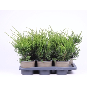 Juniperus x pfitzeriana 'Mint Julep'