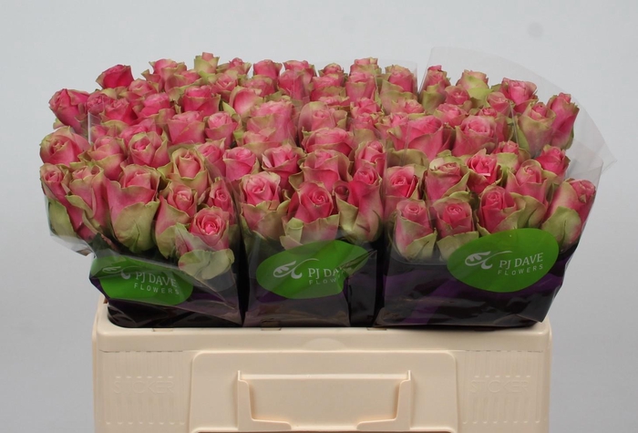 <h4>R GR BELLEVUE</h4>