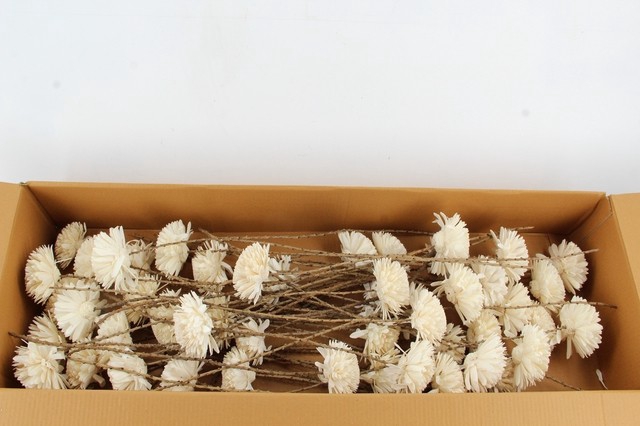 <h4>Stick Shola Zinnia Ø 12Natural</h4>