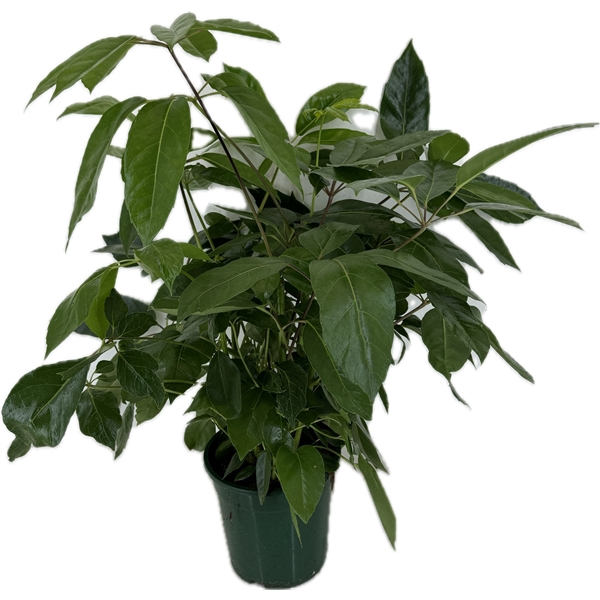 <h4>Schefflera actinophylla p21</h4>