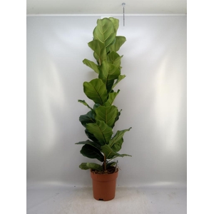 Ficus   ...