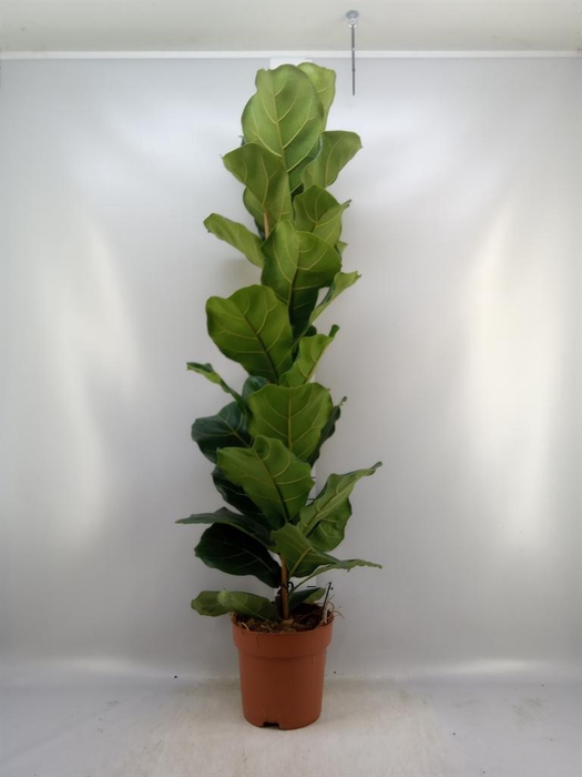 <h4>Ficus   ...</h4>