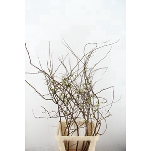 CHAENOMELES SUPERBA WHITE EXTRA 100CM
