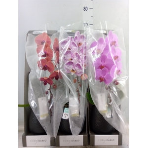Phalaenopsis   ...mix