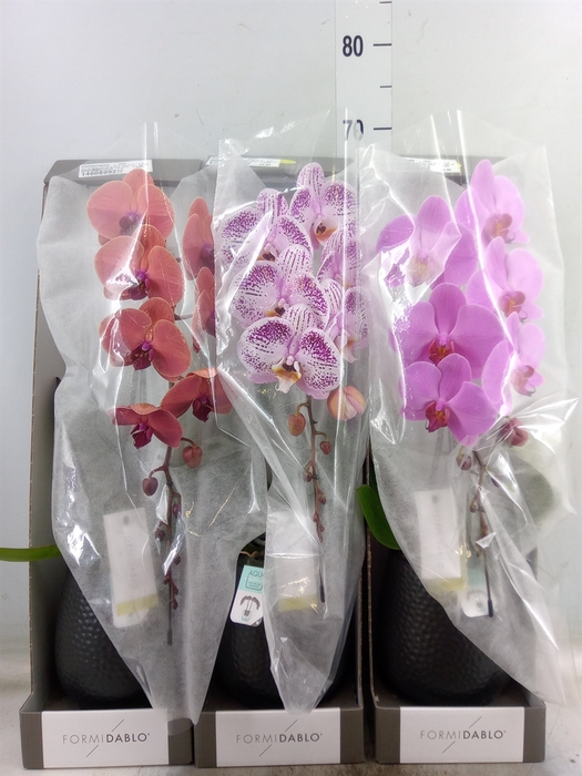 <h4>Phalaenopsis   ...mix</h4>