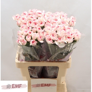 DI ST PASTEL DAMASCU