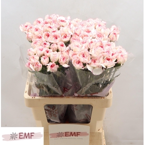 DI ST PASTEL DAMASCU