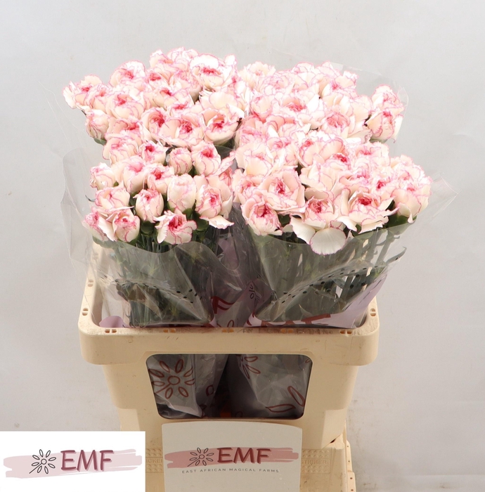 <h4>DI ST PASTEL DAMASCU</h4>