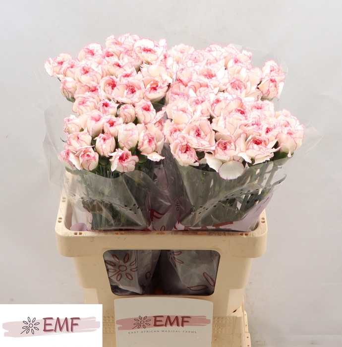 <h4>DI ST PASTEL DAMASCU</h4>