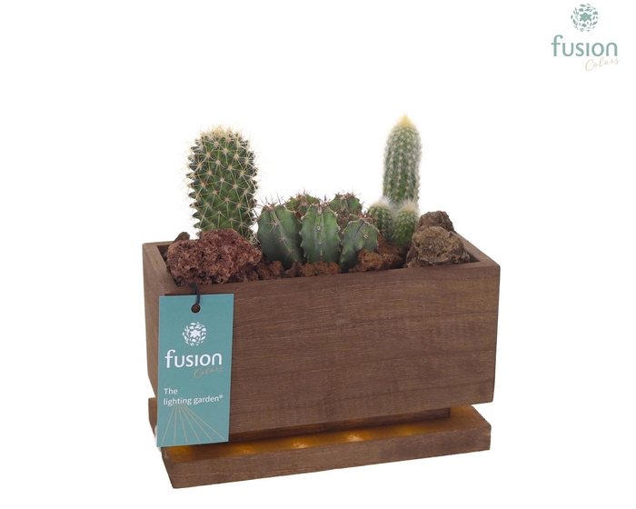 <h4>The Lighting Garden LED lang donker bruin Small met Cactussen</h4>