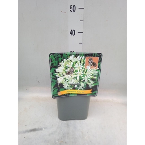 Agapanthus TR 'Polar Ice'