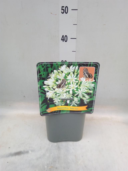 <h4>Agapanthus TR 'Polar Ice'</h4>