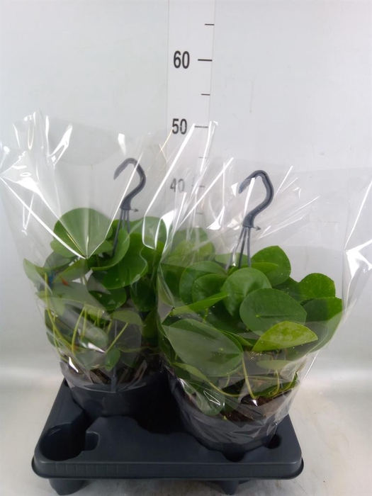 <h4>Pilea peperomioides</h4>