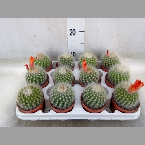 Cactus   ...