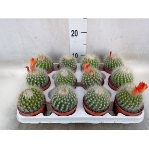 Cactus   ...
