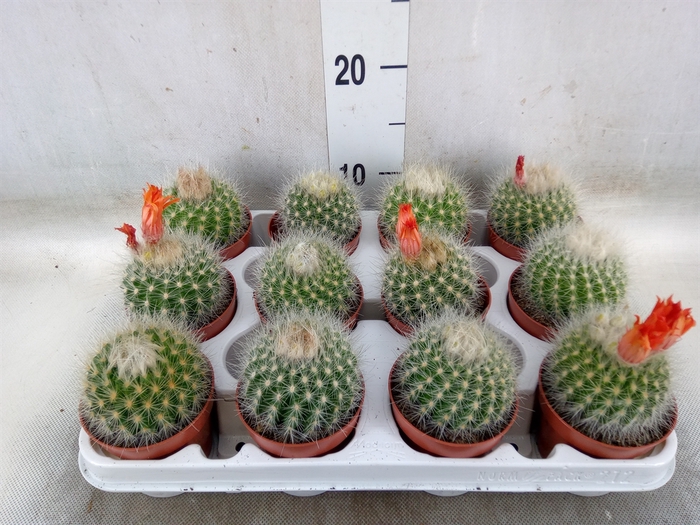<h4>Cactus   ...</h4>
