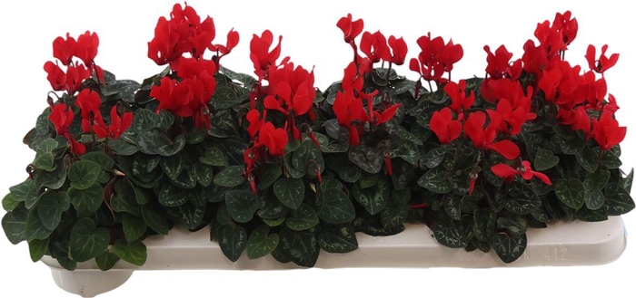 <h4>Cyclamen Mini Red</h4>