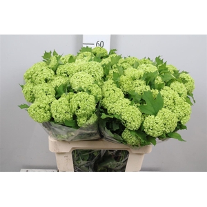 Viburnum Roseum St 4+