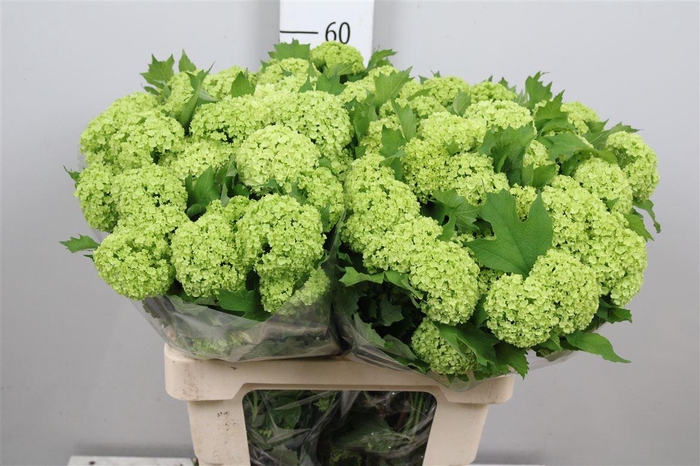 <h4>Viburnum Roseum St 4+</h4>
