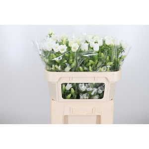 Campanula Champ Whit