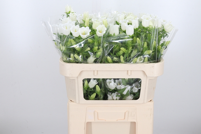 <h4>Campanula Champ Whit</h4>