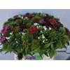 Di Barb Mixed Per Bunch