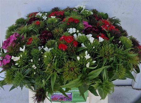 Di Barb Mixed Per Bunch