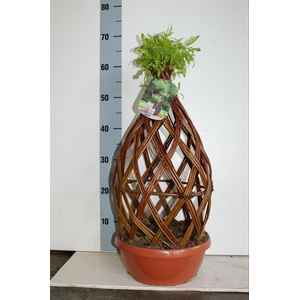 Salix alba 28Ø 65cm